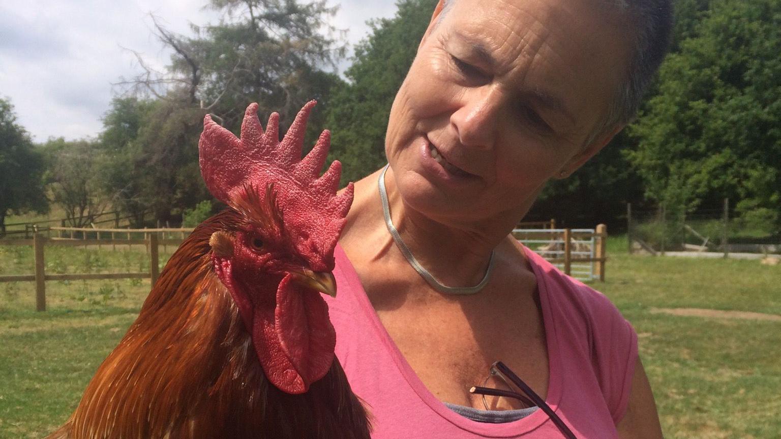 A woman in a pink t-shirt holding an auburn-coloured cockerel.