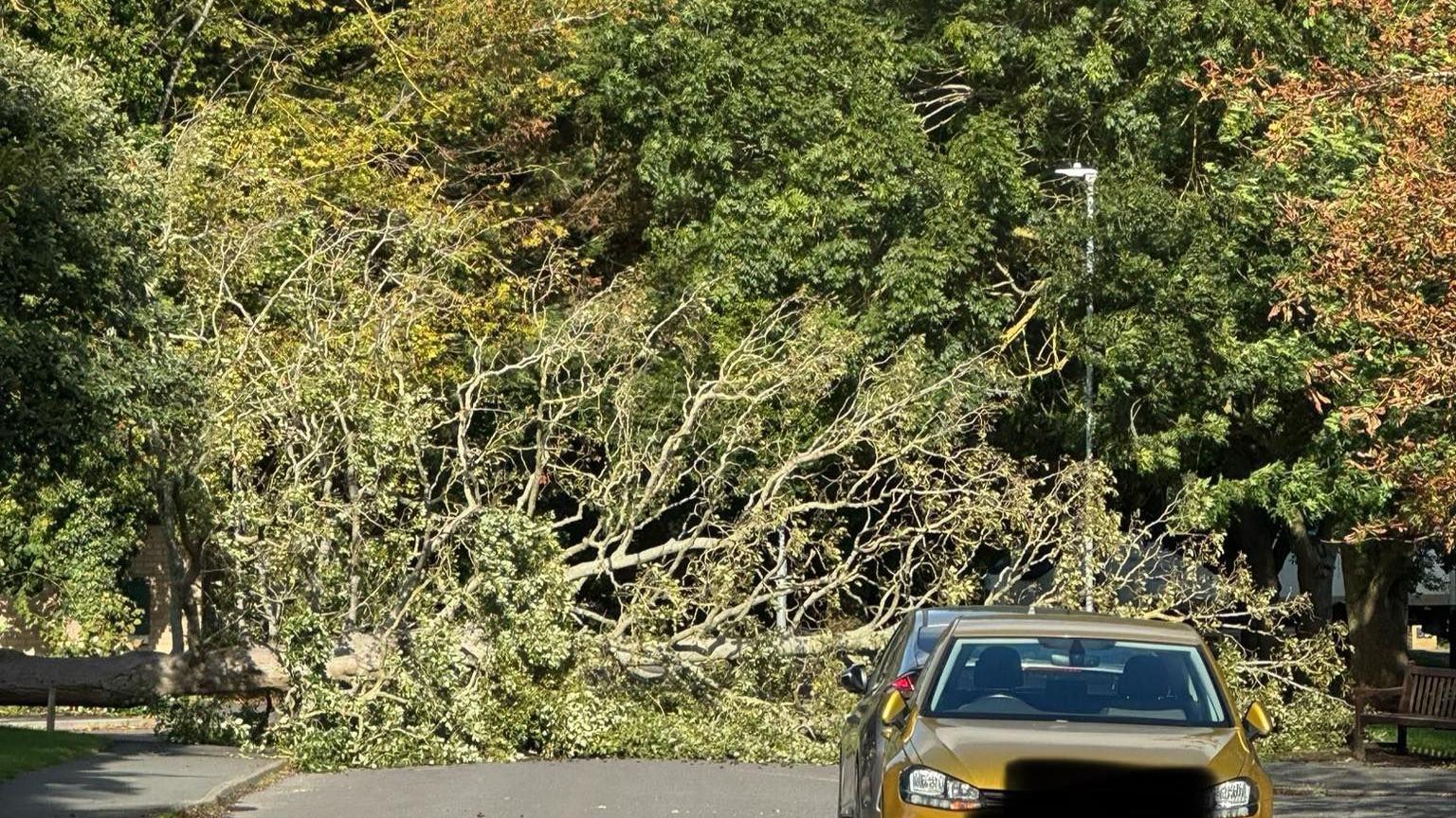 A large tree has fallen across a road in a village. The tree is right across the road and there are other trees in the background and cars parked in the foreground.