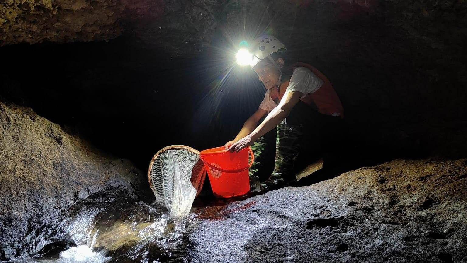 A man wearing a head torch and helmet is squatting near a stream is holding a fishing net and orange bucket to collect a Schistura densiclava specimen in the Krem Mawjymbuin cave in Meghalaya.