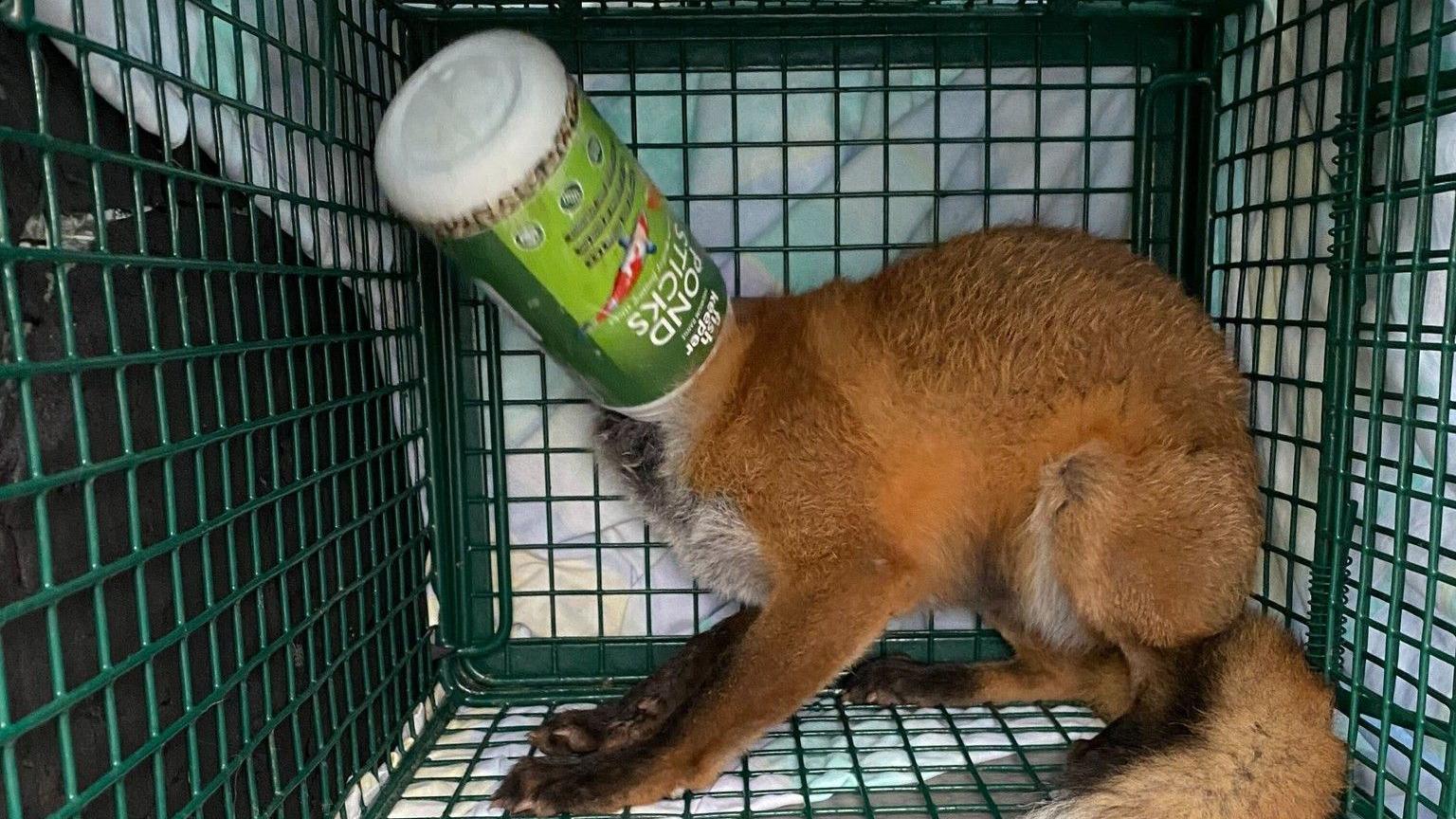 A fox in a cage with a green plastic tube stuck on its head