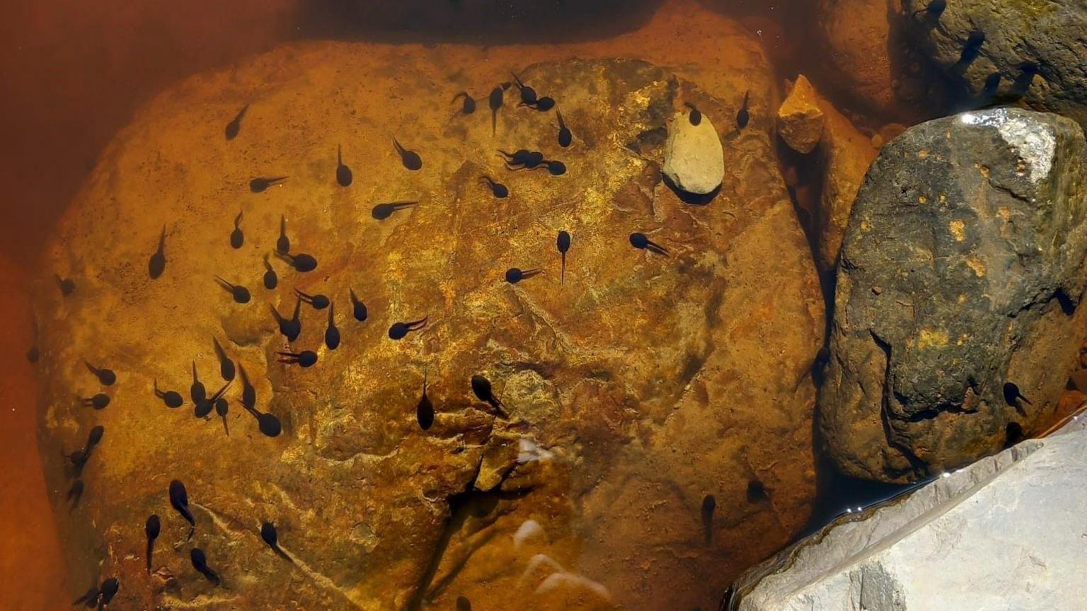 A school of tadpoles swimming around a rock in a river. The water is a muddy brown.