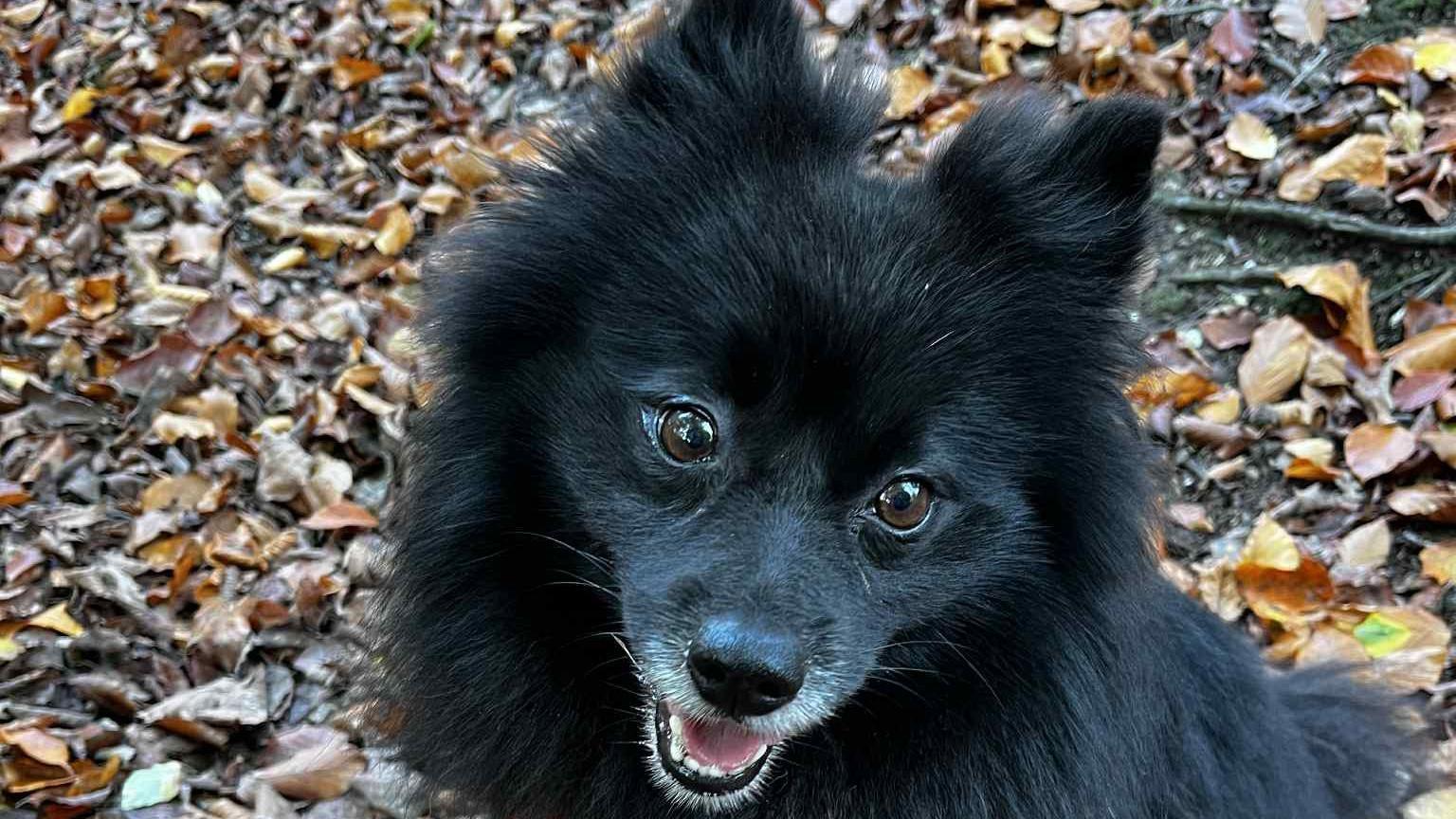 Bilbo, a black fluffy dog sits amongst the autumn leaves. He smiles at the camera.