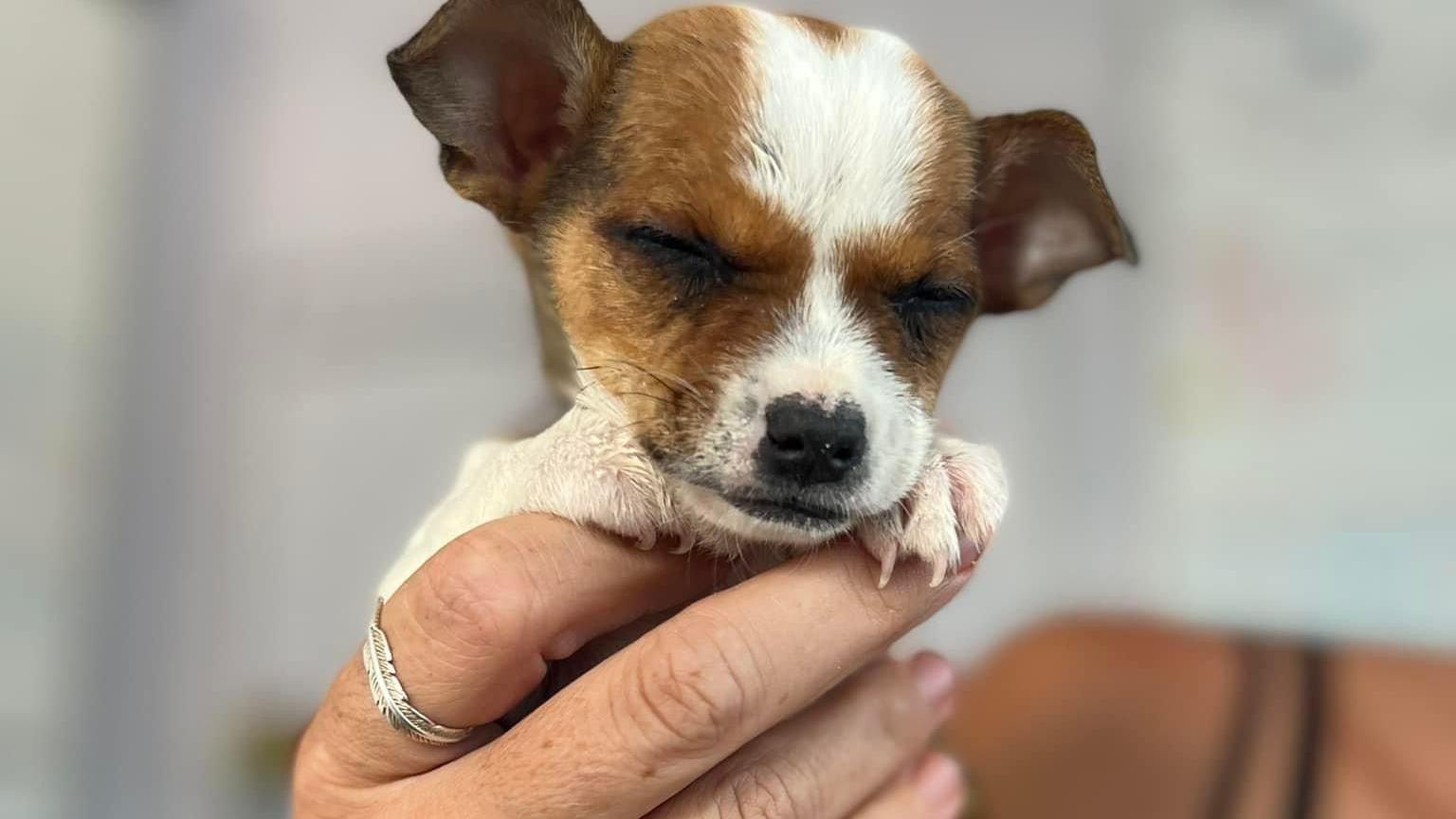 A very small brown and white puppy with closed eyes is held in one hand by Emily the owner.