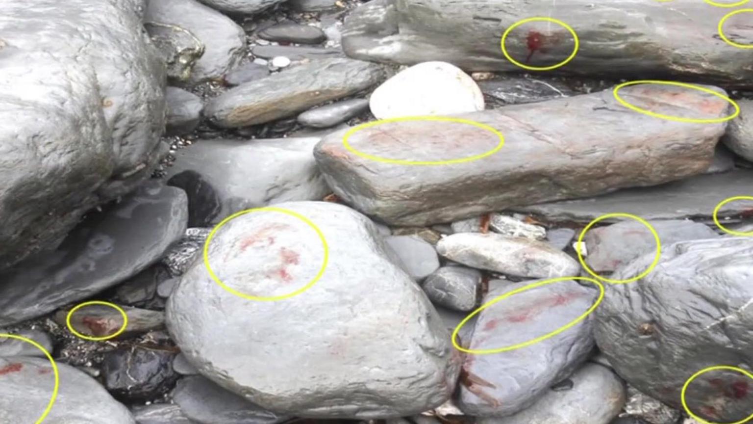 Large boulders show blood stains caused by seals stampeding over them