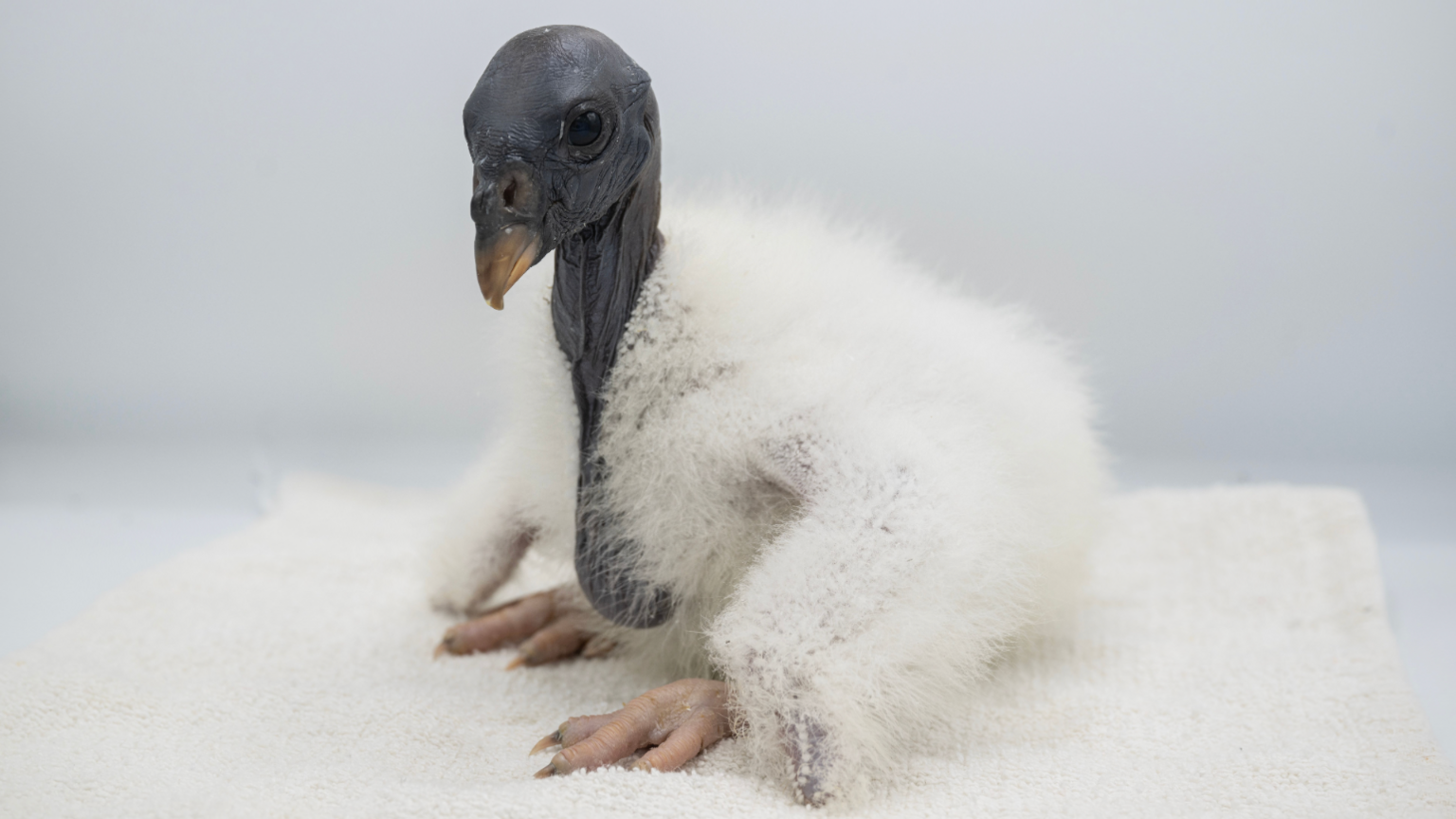 Baby culture chick seen with grey head and fluffy white feathers