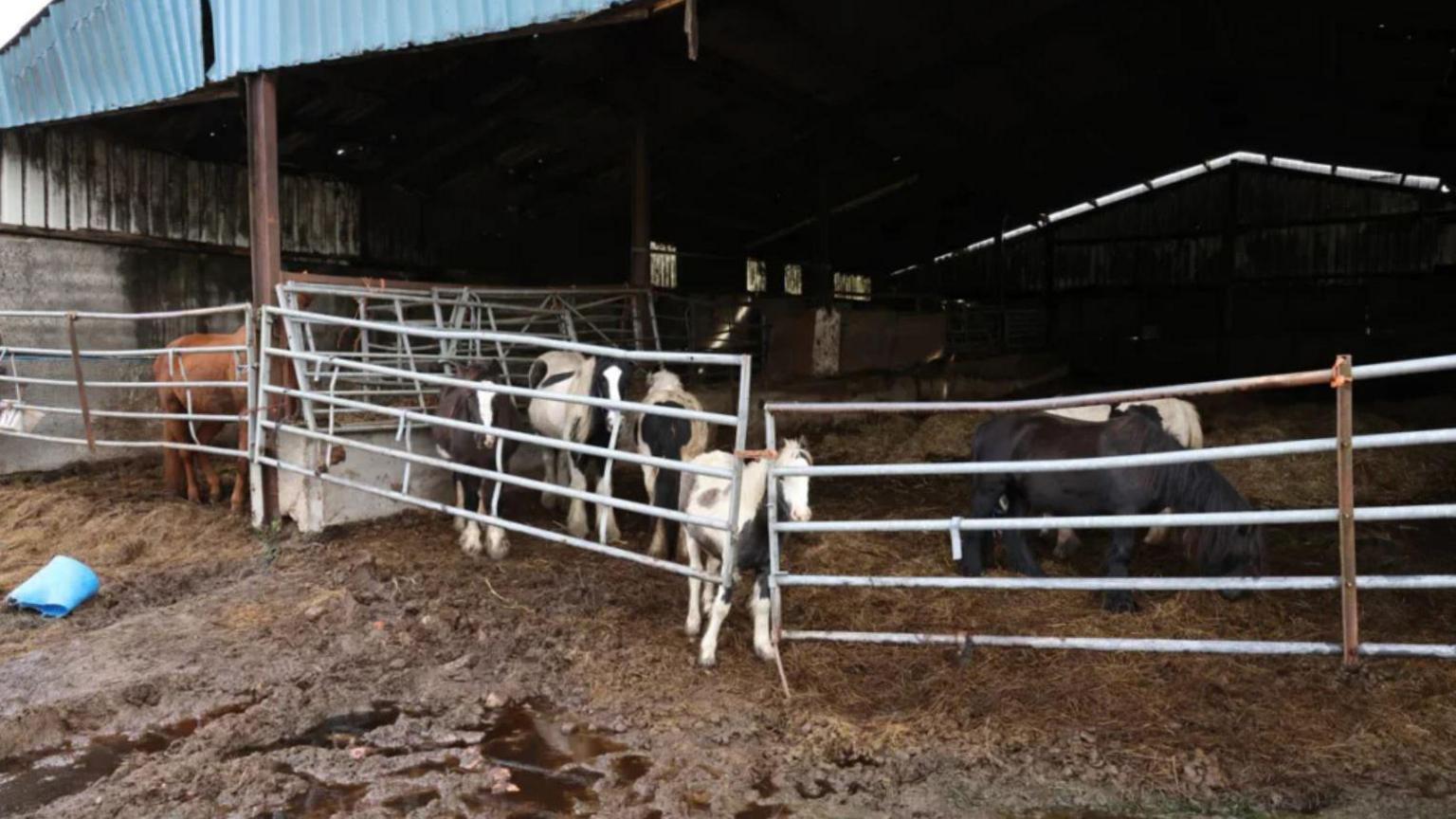 A number of horses, penned behind gates in a barn, with a floor covered in wet and dirty straw.