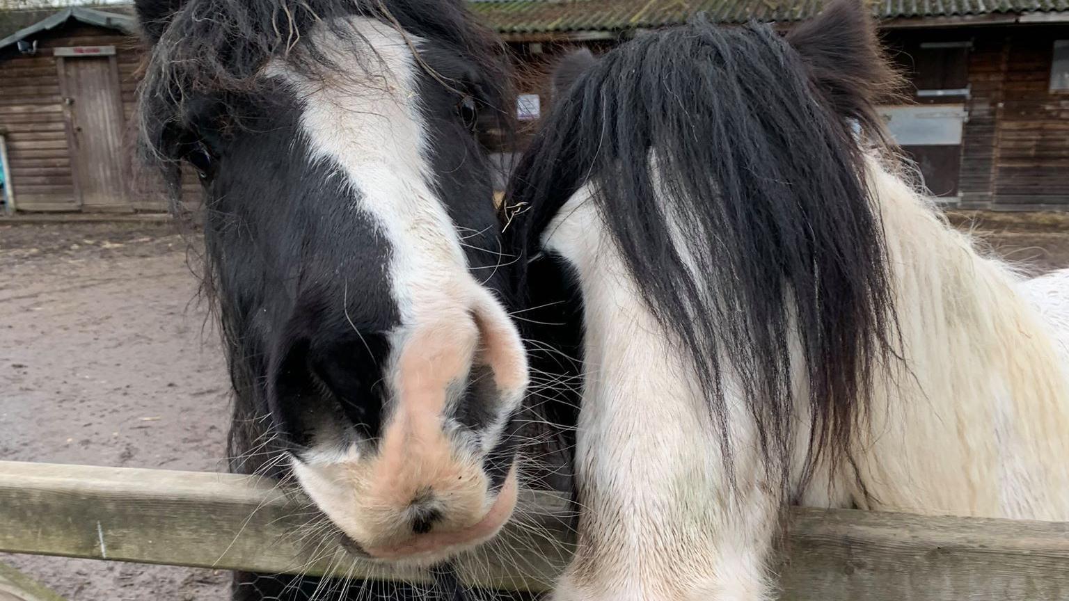Two horses, one white and one black with a white nose stripe, poking their heads over a fence.