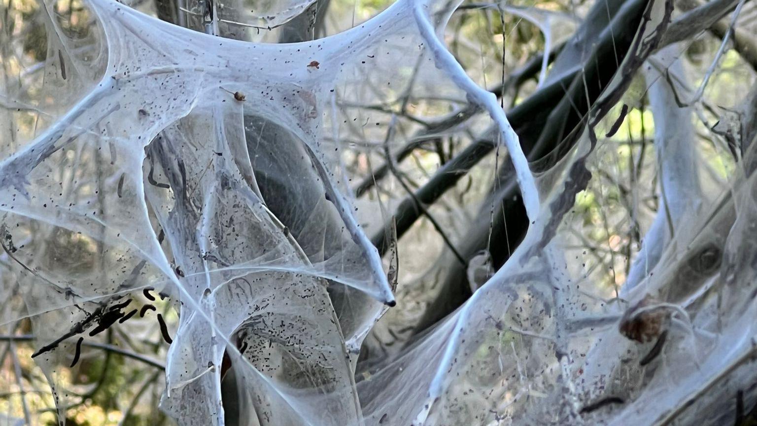 Caterpillars are living inside the white webbing which is draped over a tree.