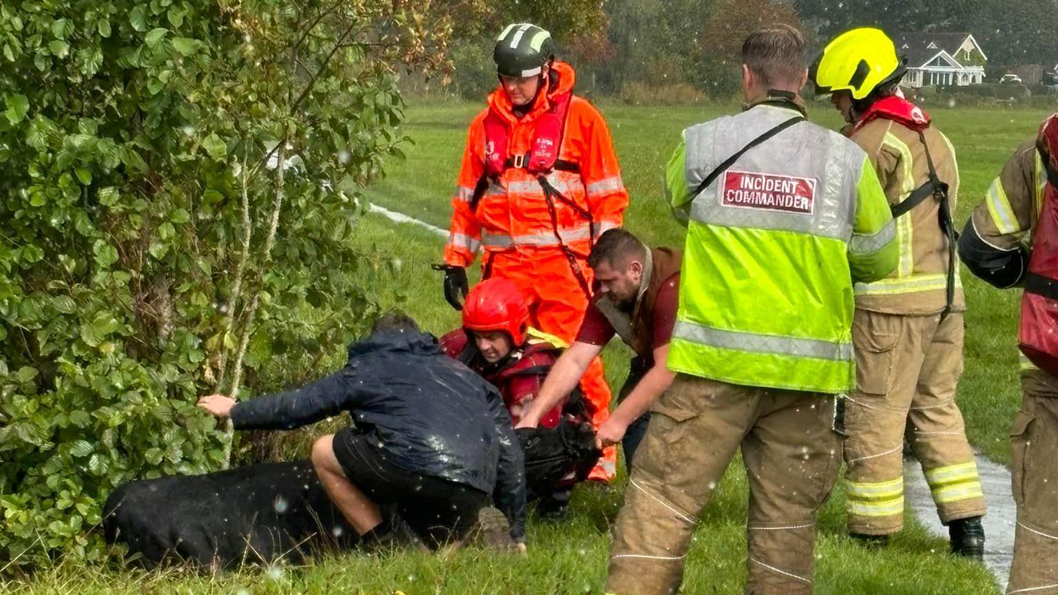 Experts in high visibility jackets surrounding the black cow calf and pulling it to safety