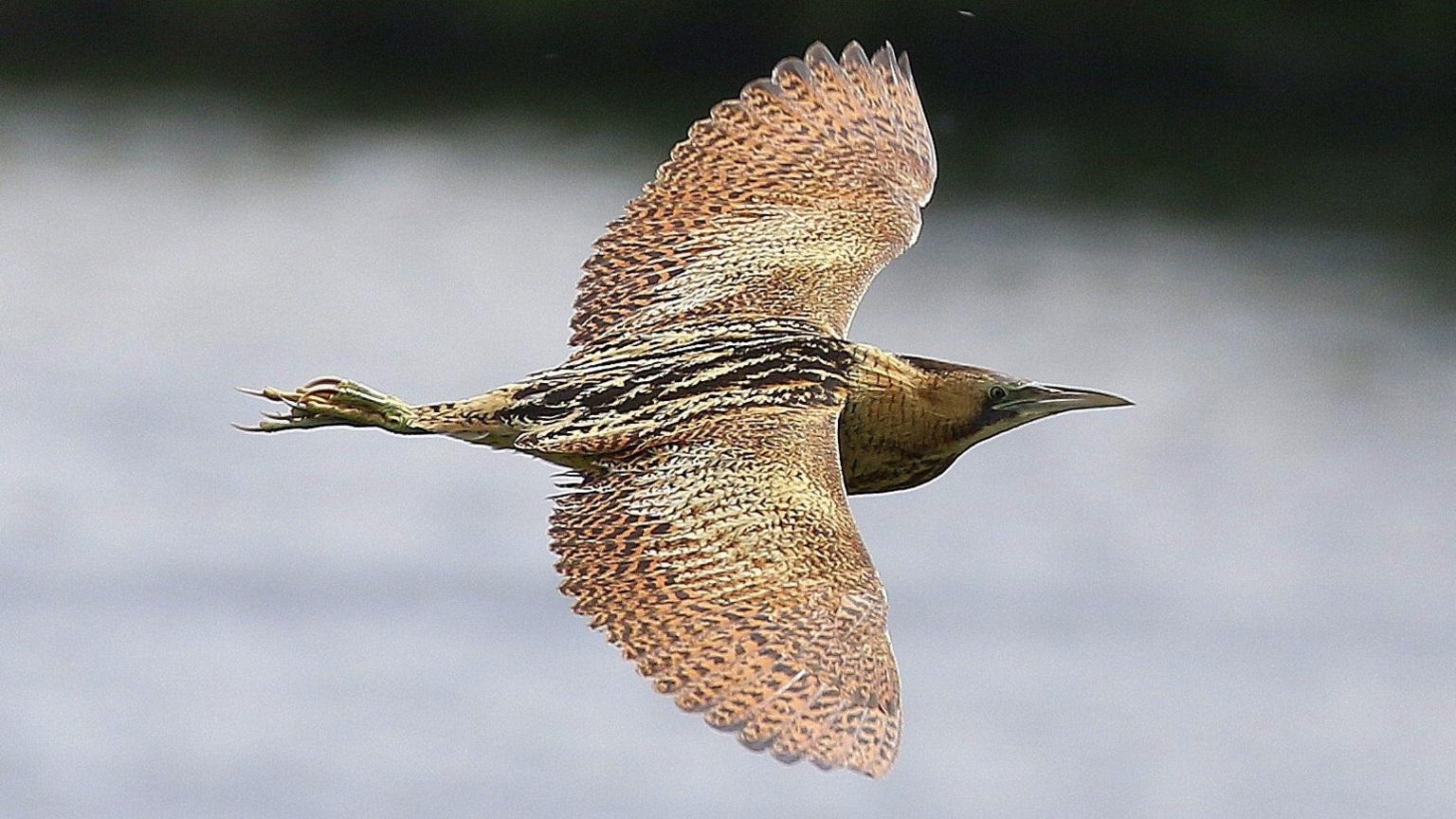 Bittern in flight