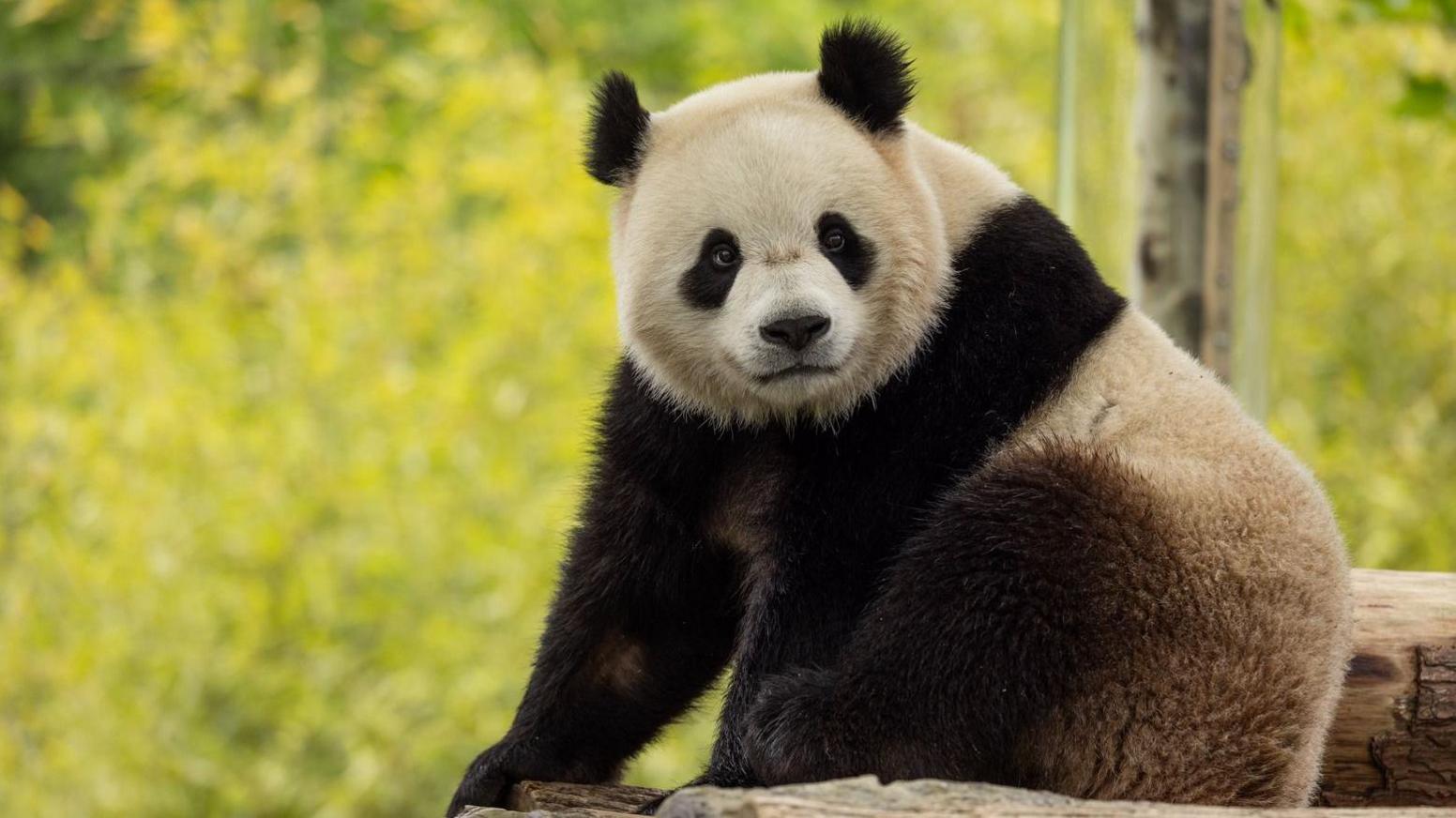 Two-year-old male giant panda Bao Li in