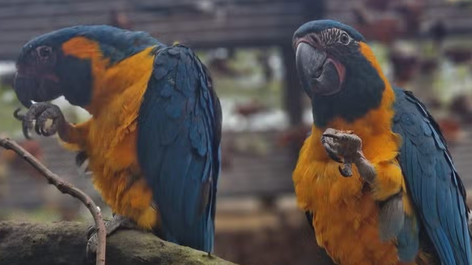 Two blue-throated macaws sitting on a tree.