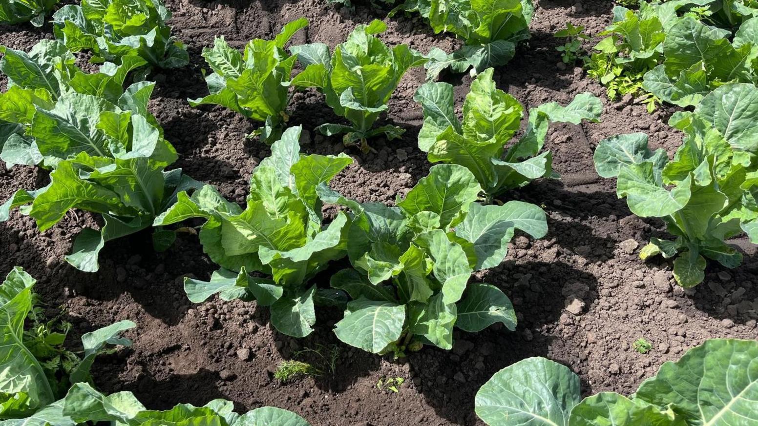 Lines of cauliflowers are growing in the soil in a field.