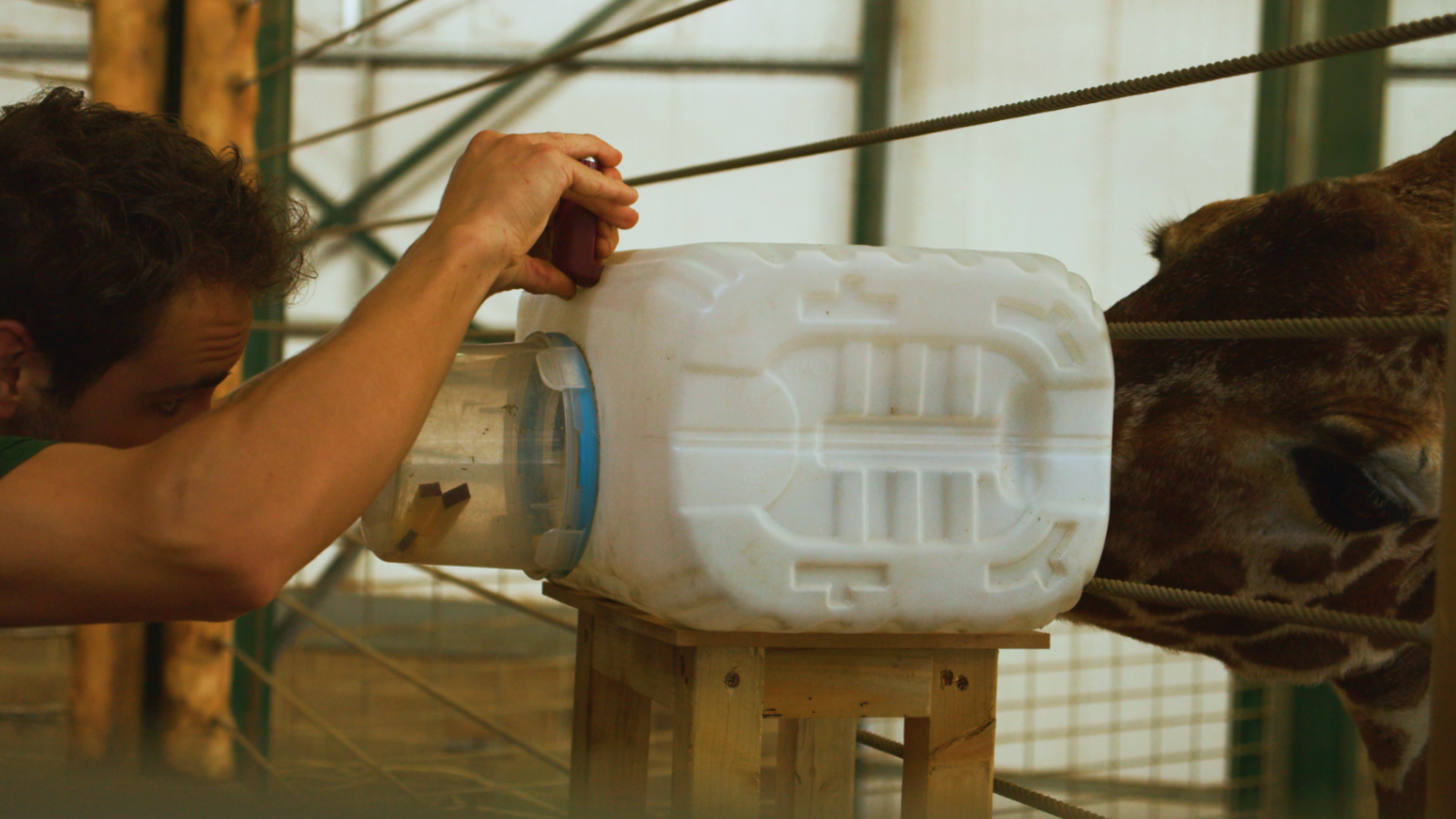 A giraffe has its snout and mouth inside a white rectangular plastic container which is positioned outside its enclosure. On the other side of the container, a man operates an inhaler into a hole in the box