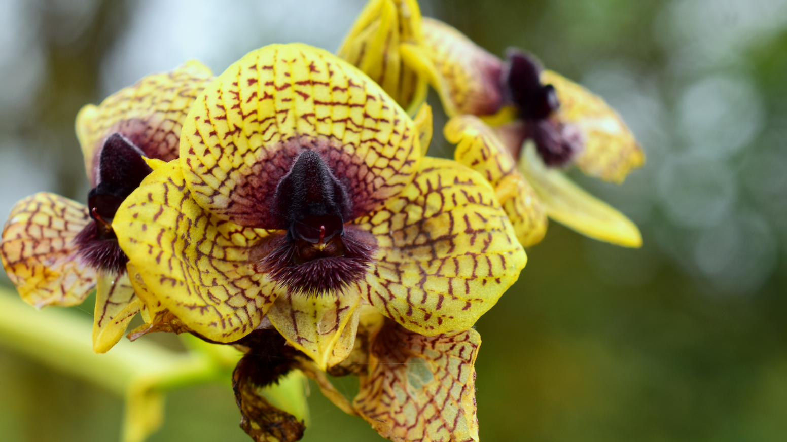 a yellow orchid with maroon markings and a maroon centre.