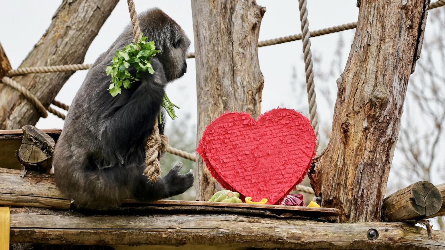 gorilla-next-to-heart-shaped-piñata.