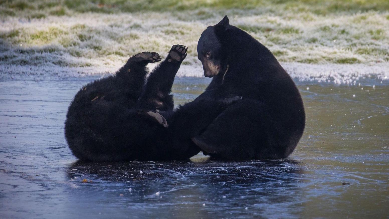 Two black bears face one another and interact on the frozen lake, which looks almost black. There is frozen grass in the background. The bear on the left is on its back with its legs or paws in the air, while the other bear sits next to it and pats it. It is hard to see where one bear ends and the other begins!