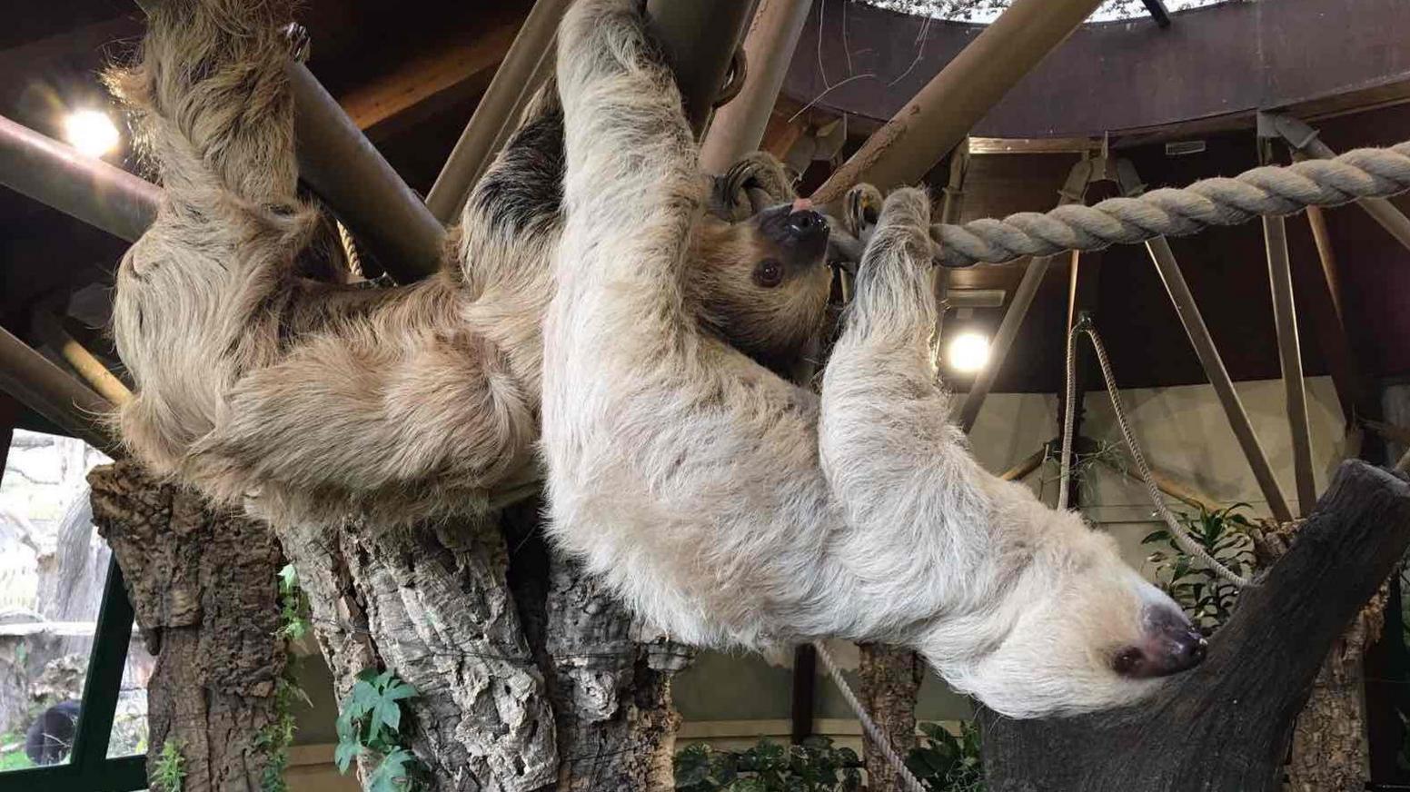 Rio and Terry the sloths at Jersey Zoo