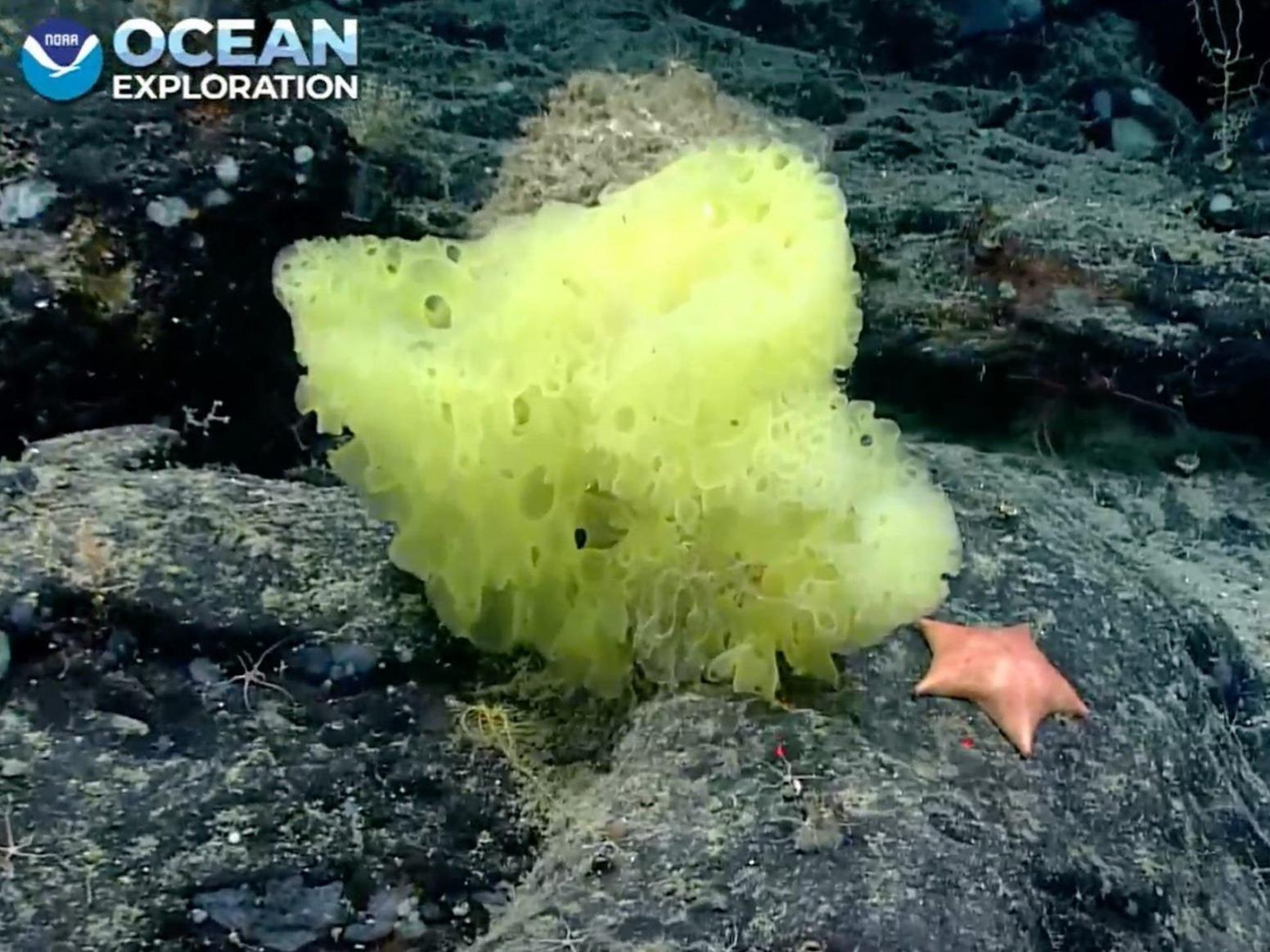 sponge-seastar.