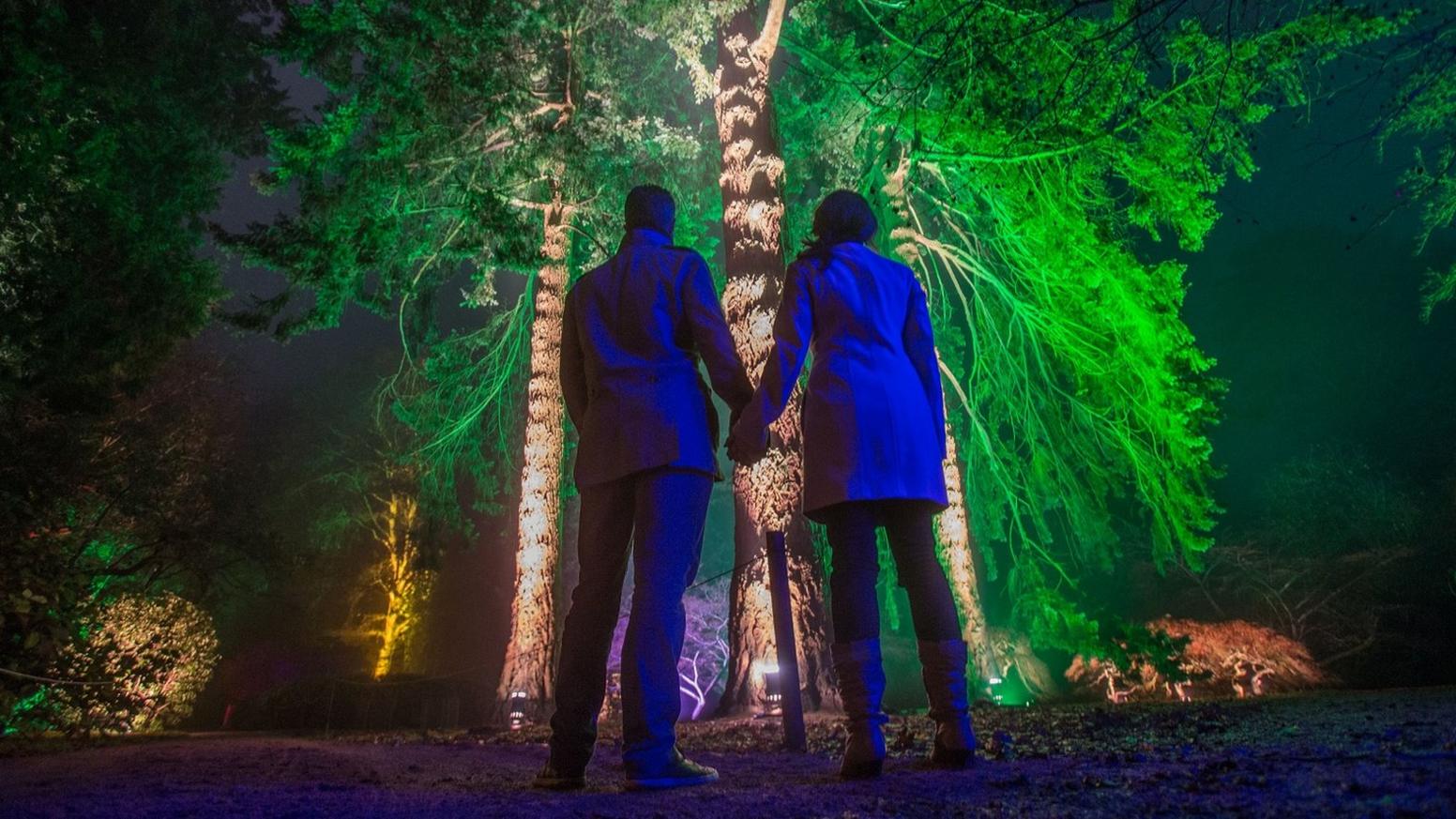 A couple holding hands look up at a tree illuminated in multiple colours