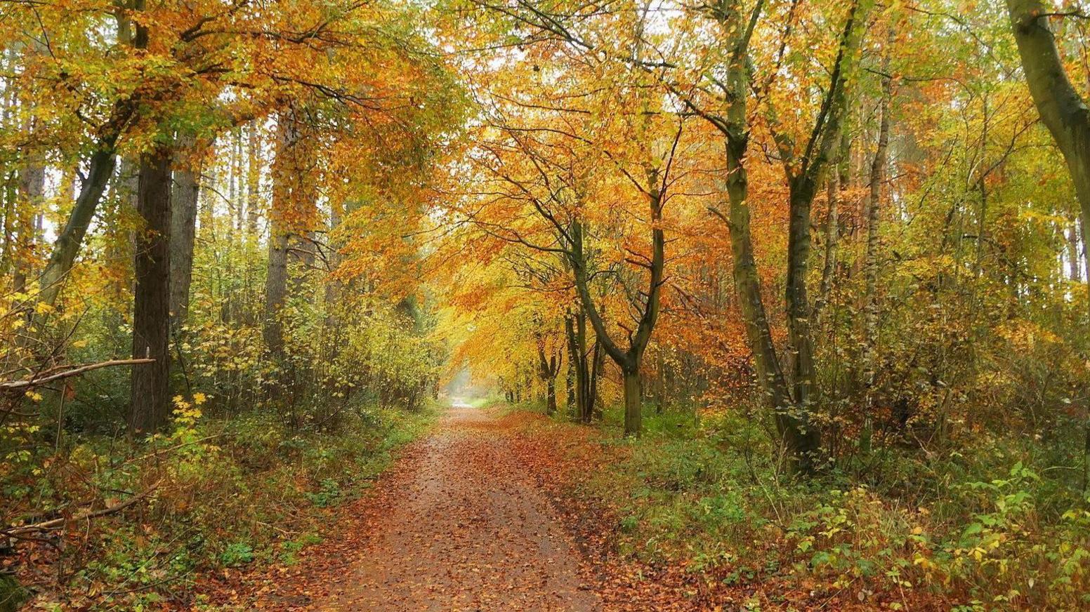 A path covered in red leaves stretches from the foreground into the distance,. The path is lined by trees with leaves of green, yellow and orange.