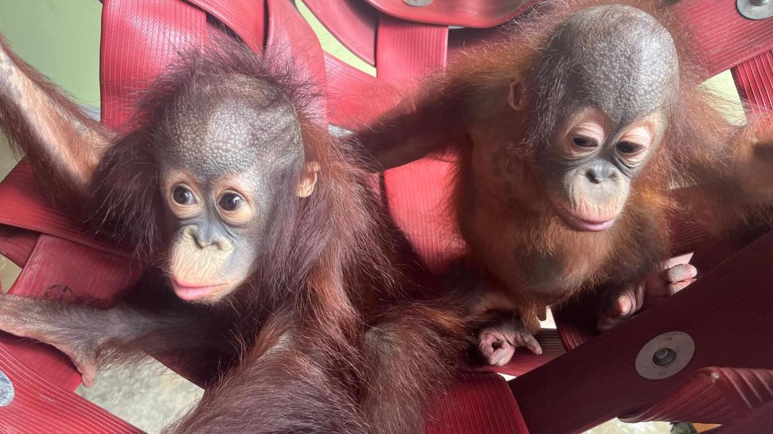 Kiwi (left) and Sibu Jr (right) sat next to each other in a red hammock made from rubber bands 