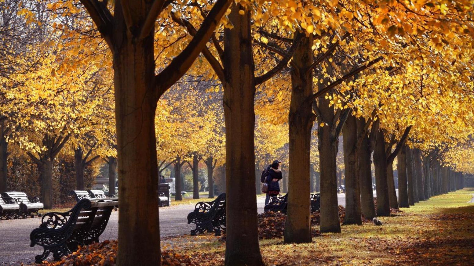 Vibrant coloured leaves on trees in Regents Park, London