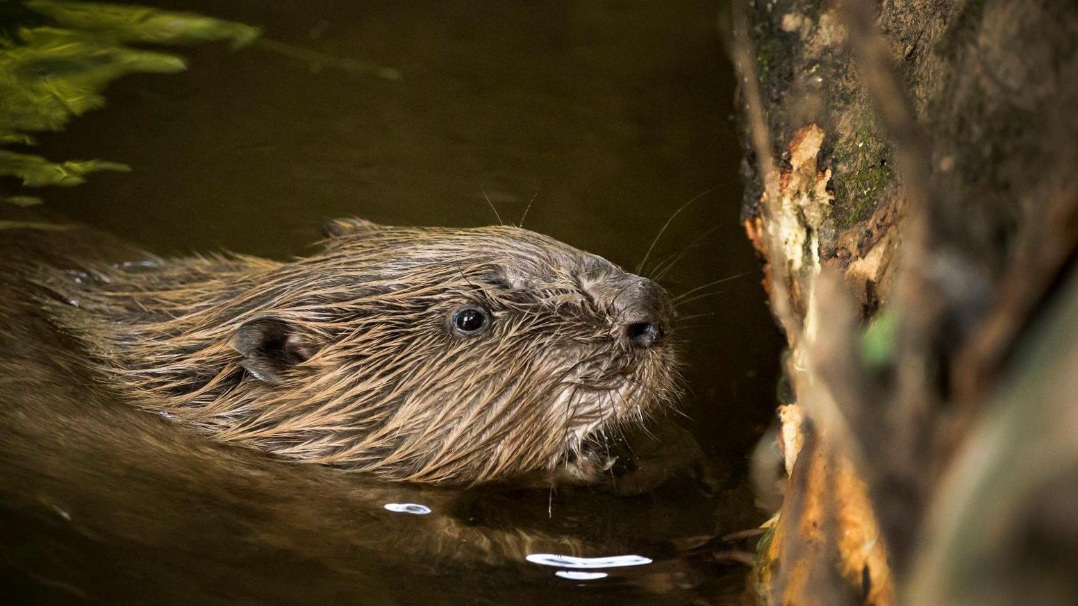 Beaver in water.