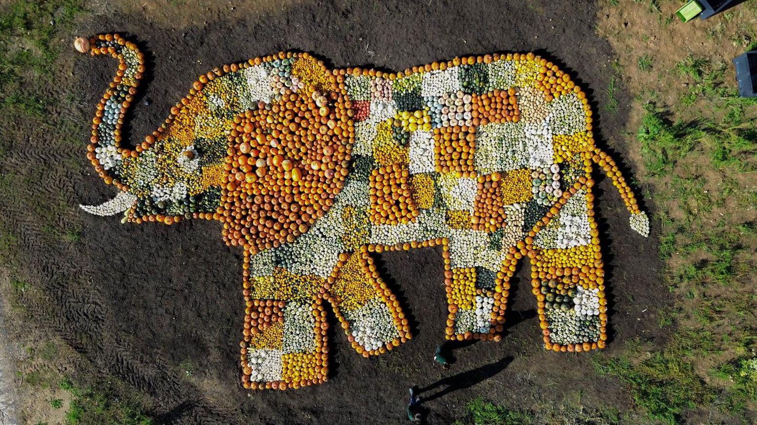 A huge mosaic of the head and shoulders ofan elephant made entirely of different shades of pumpkins is seen from above in an image taken by a drone. The tusks are made of pale or white pumpkins while the main body is made of orange ones