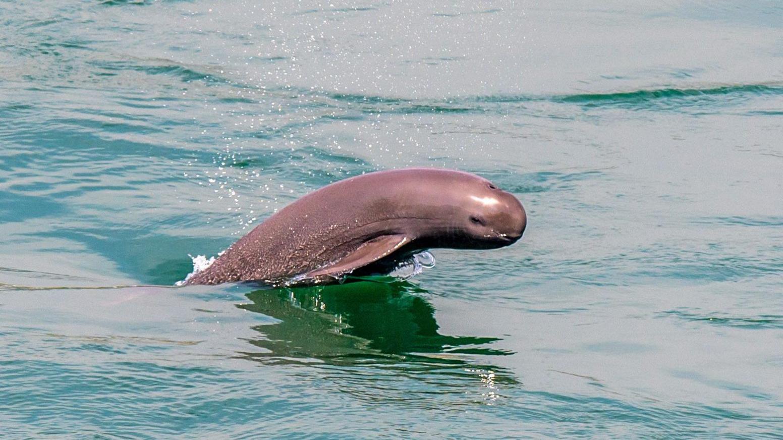A finless porpoise breaches from a body of water