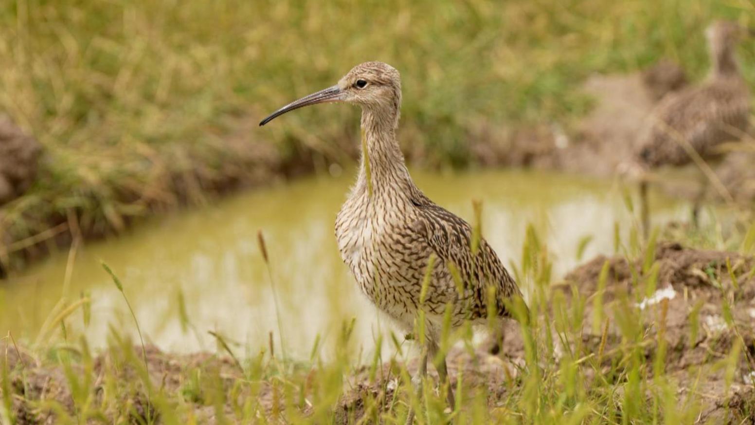 Curlew