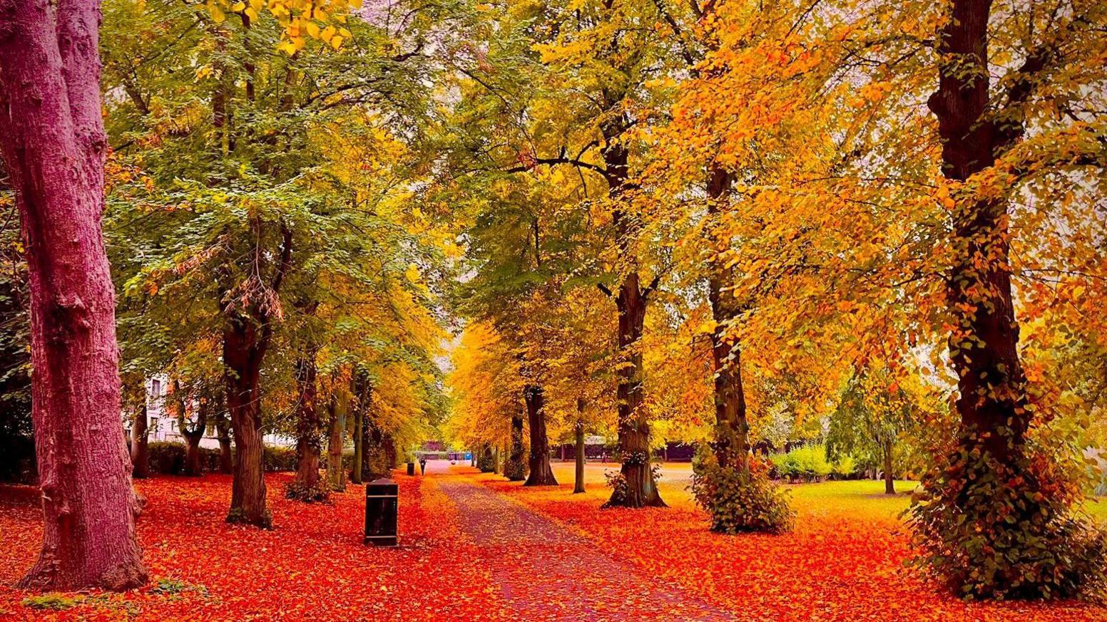 pathway through a park that is littered with red leaves as they fall from the trees turning shades of yellow, gold and red