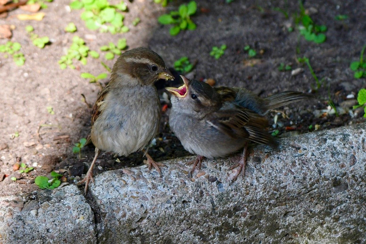 A bird feeding its chick