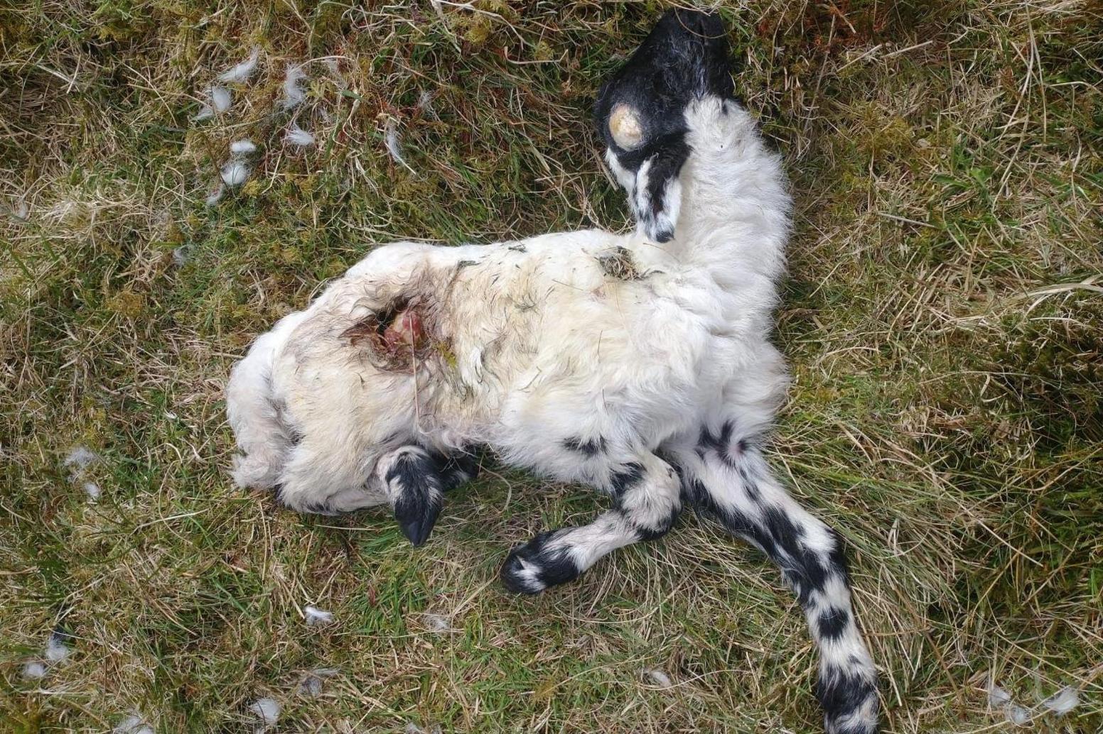 A dead lamb on Garvachy farm with an injury caused by an eagle removing an organ.