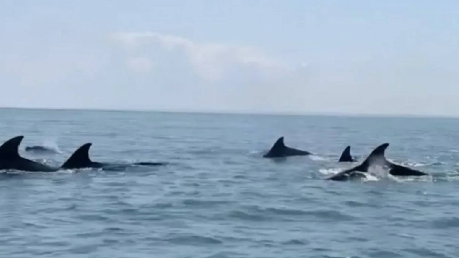 Five dolphin fins coming out of the sea 