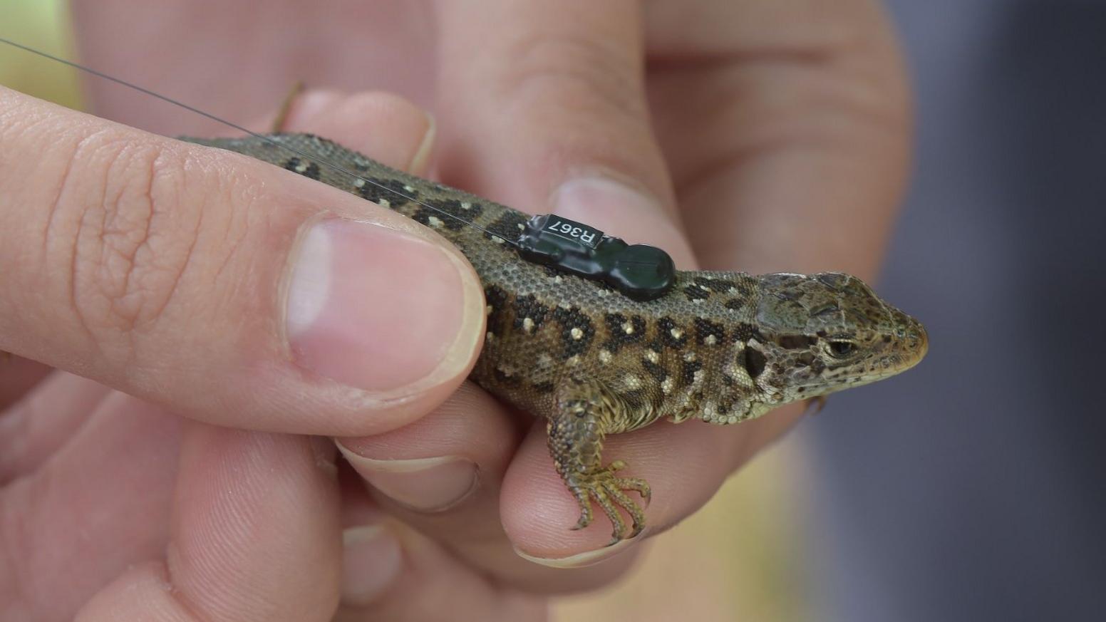 Radio transmitter fitted on sand lizard