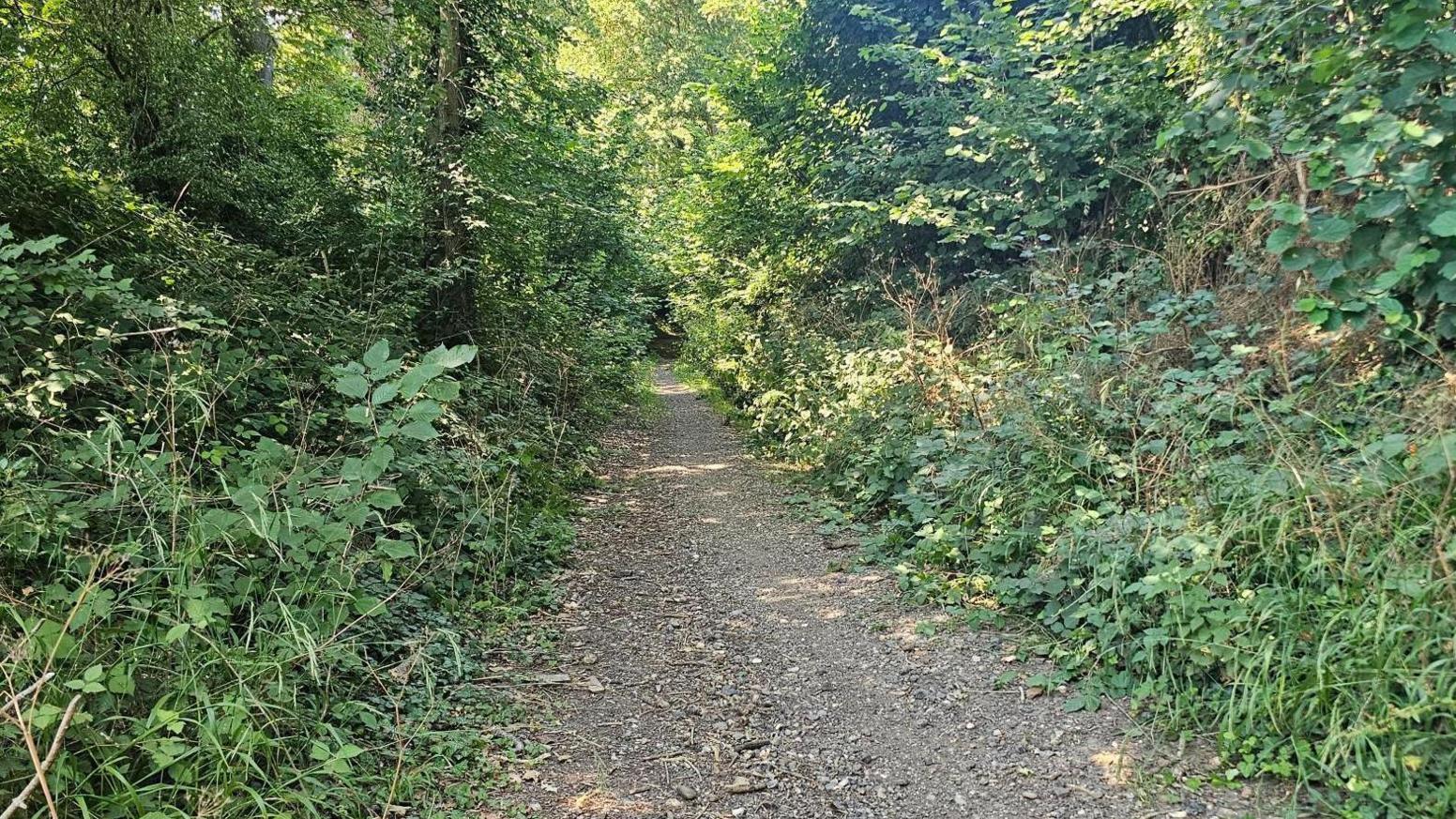 Thick green vegetation lines a single track lane