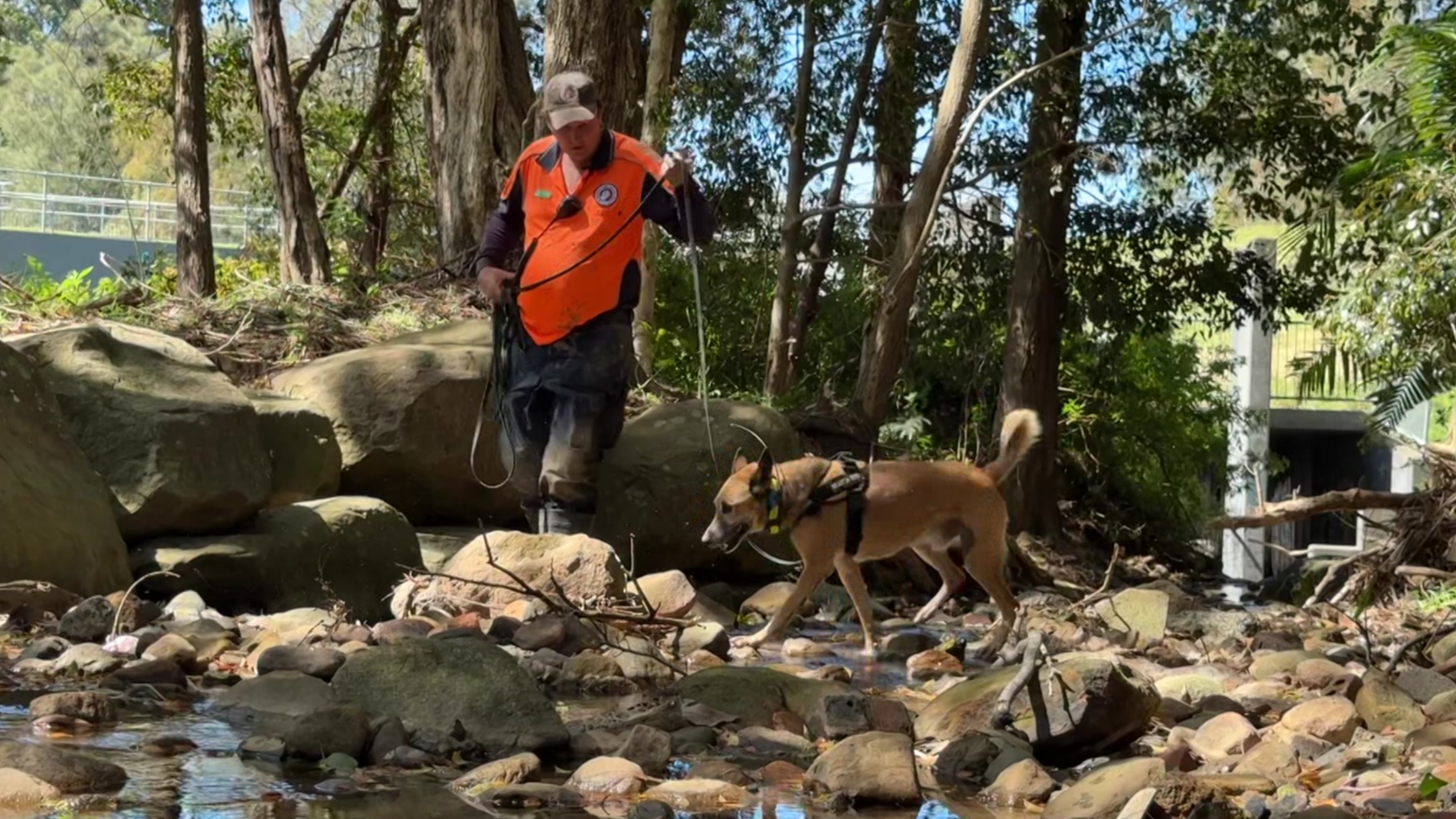 Volunteer with cadaver dog taking part in the search in Wollongong