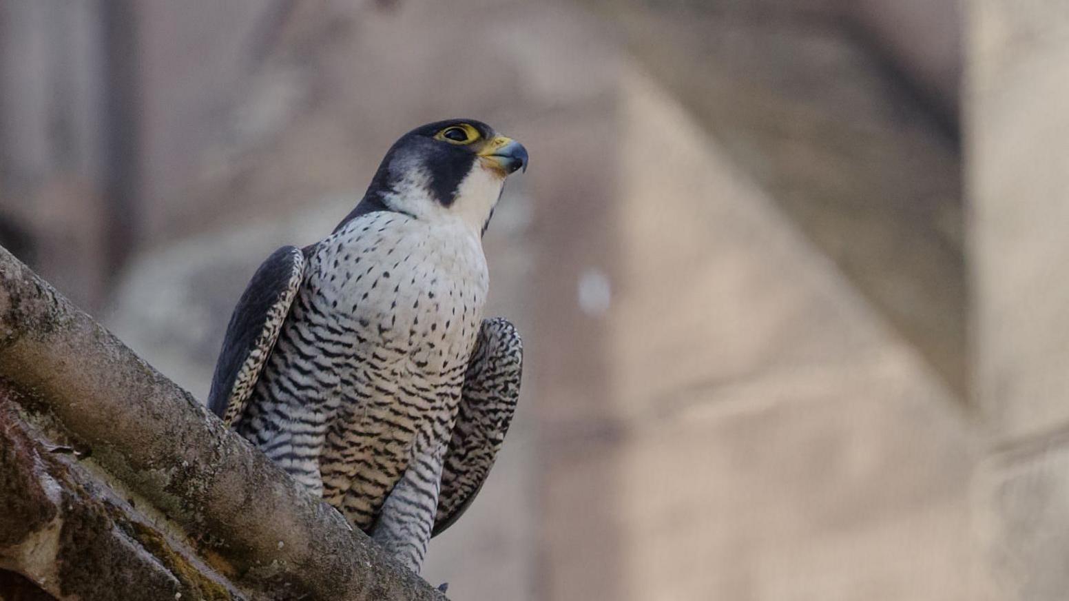 A peregrine falcon sits on the edge of a building ledge. The bird has a mainly light white or grey body with black spots at the top and black stripes further down. Its eye that we can see is rimmed with yellow while its beak is yellow and grey. It sits on a stone ledge.
