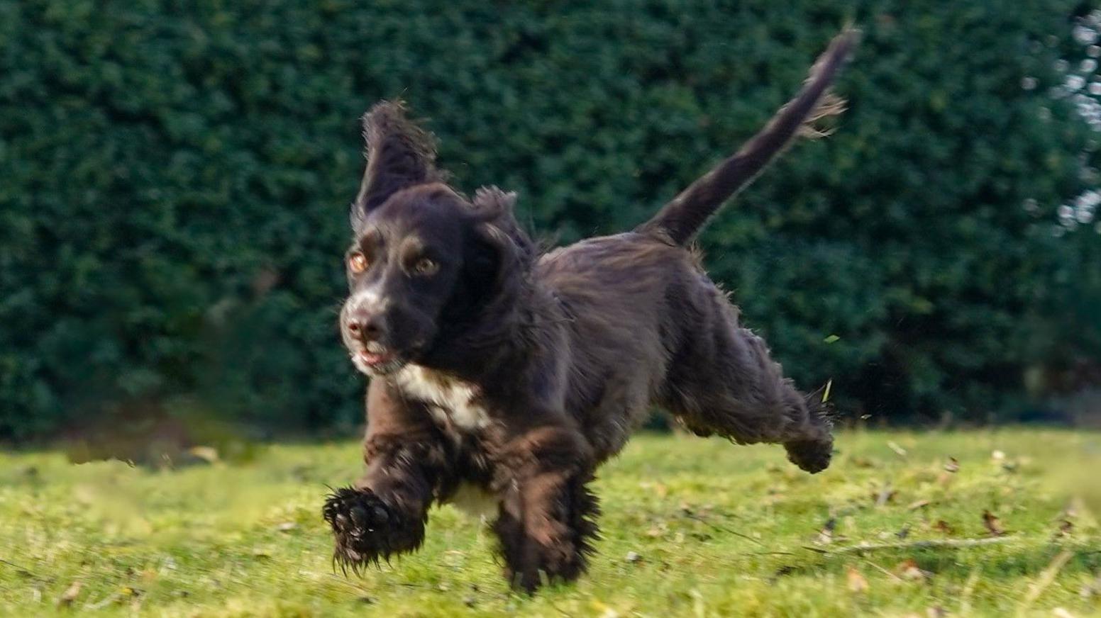 George the cocker spaniel, who is brown in colour with a white tuft on his chest, is shown in full flight running in a garden with his large ears trailing behind.