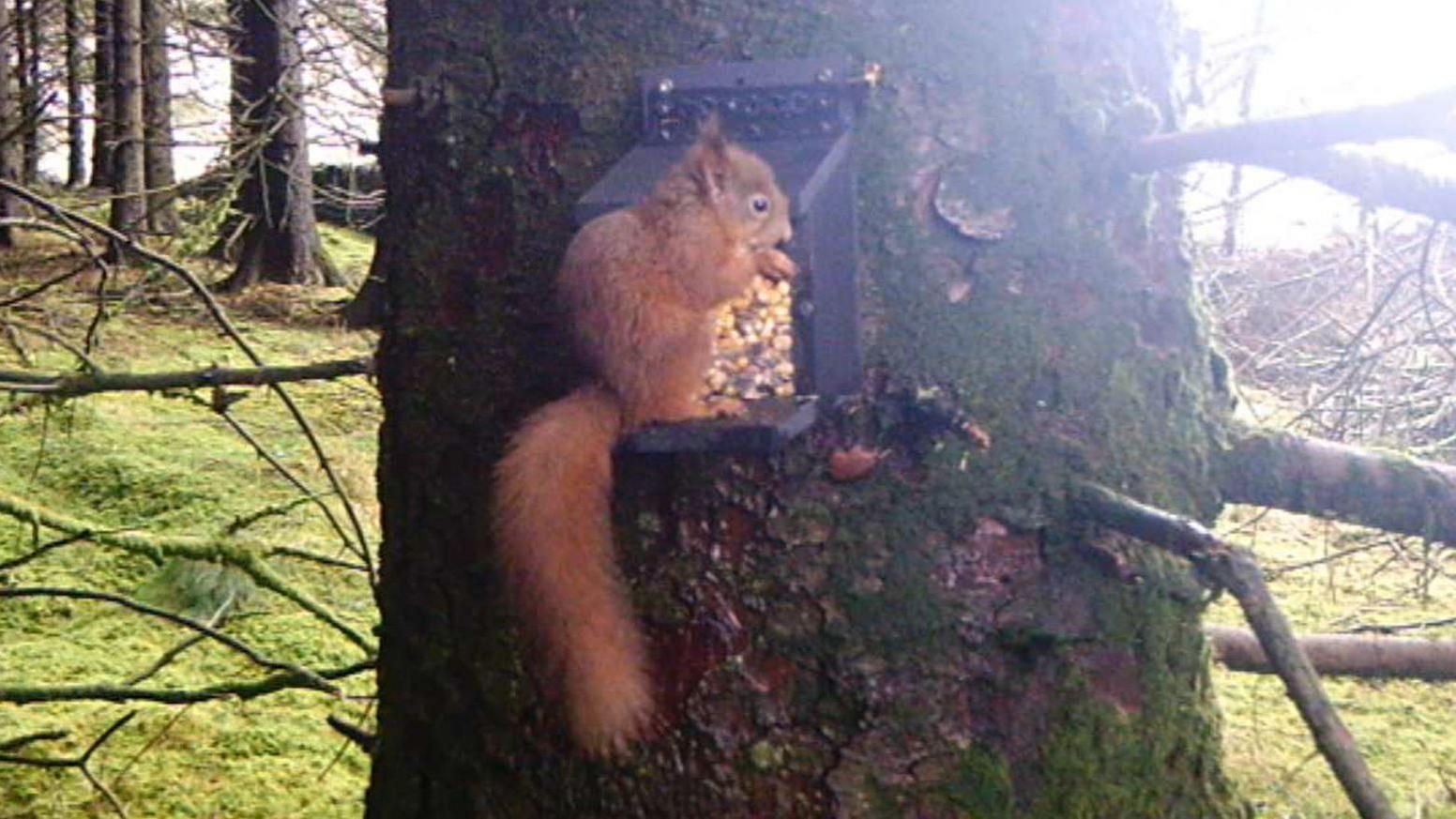 Video camera footage of a red squirrel sitting on a feeder in a tree in a forest in the Yorkshire Dales