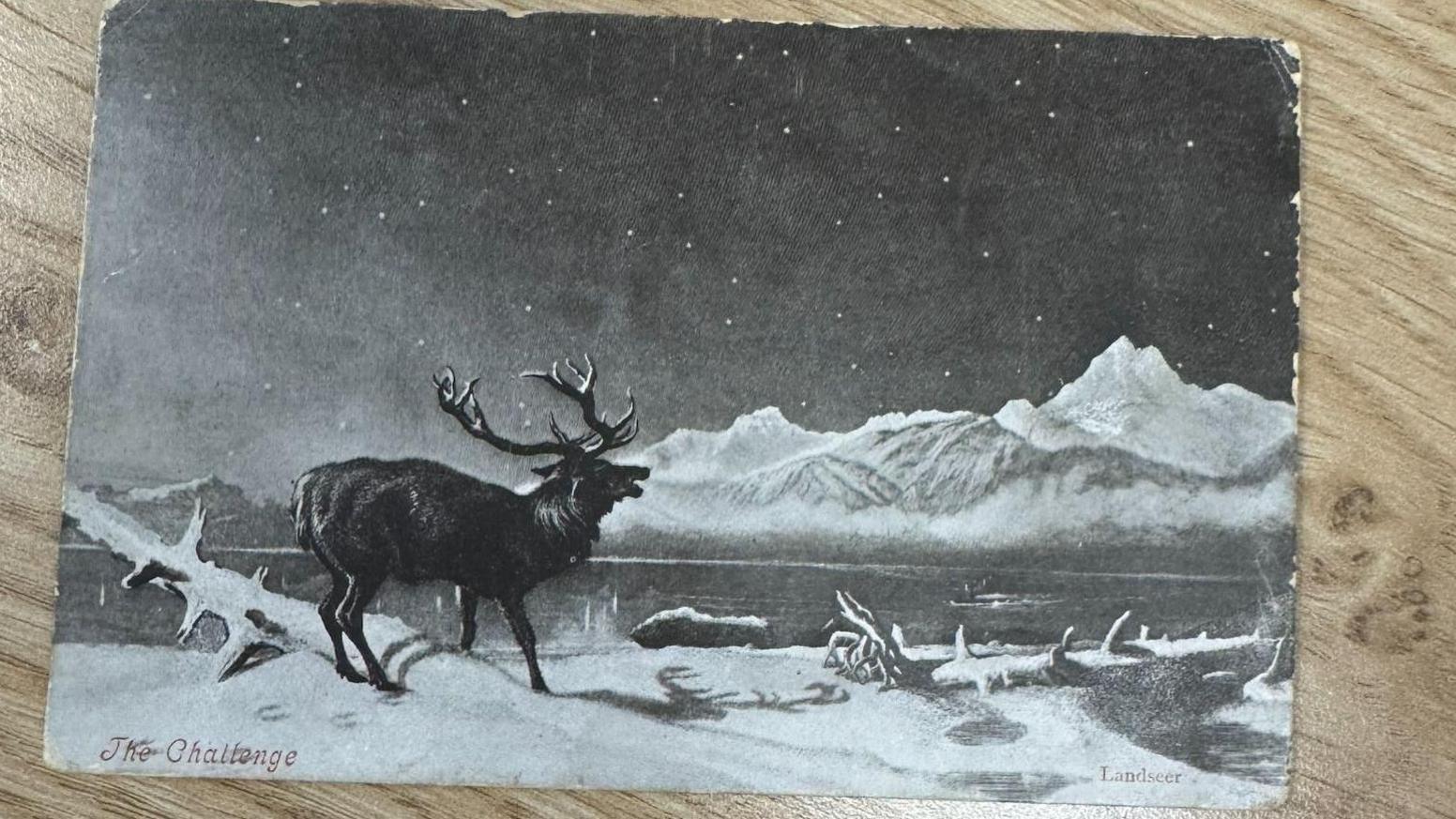 A postcard bearing an image of a reindeer in snow arrived at a shop more than a century after it was posted