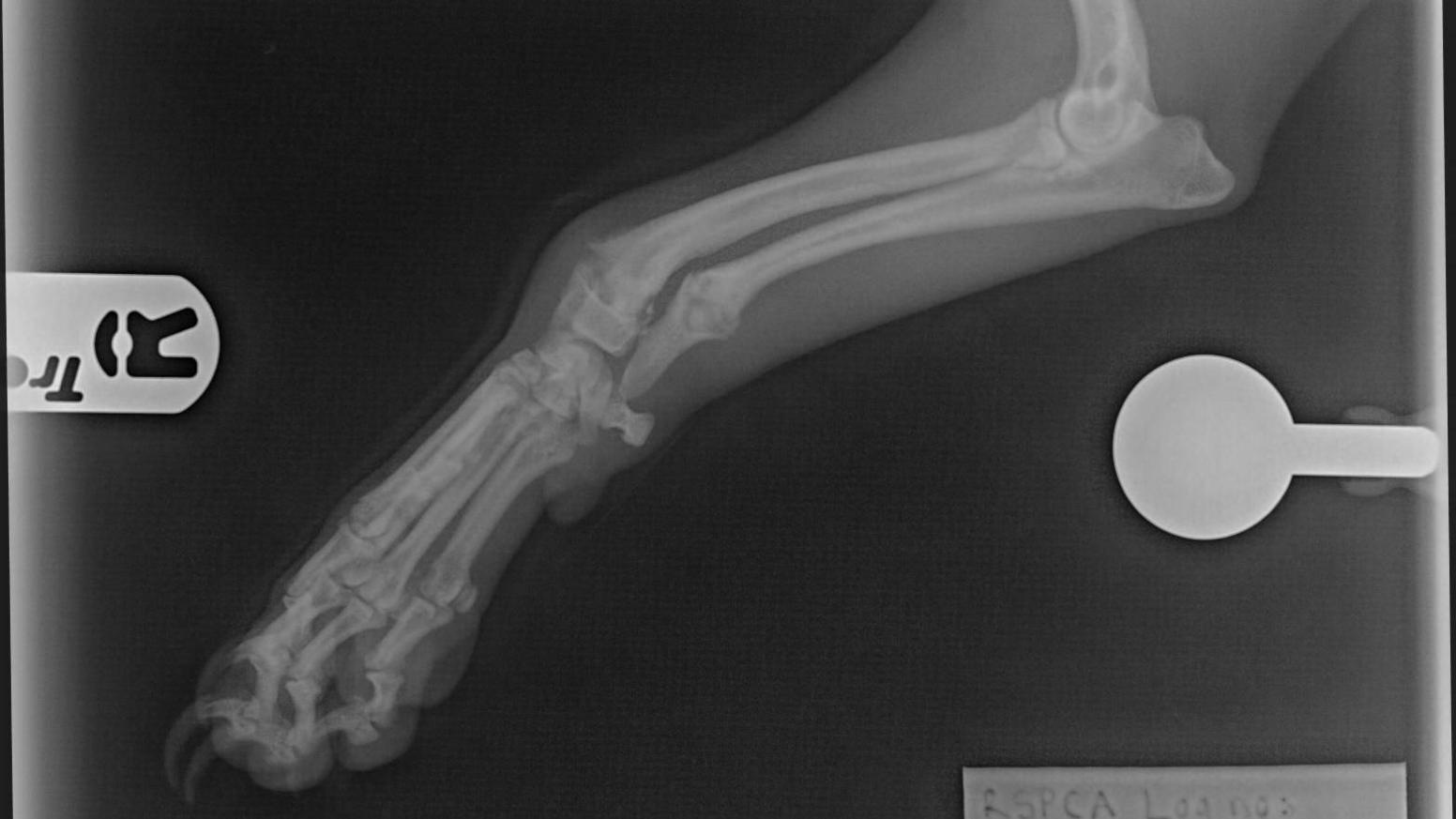 An X-ray image of Poppy's leg.