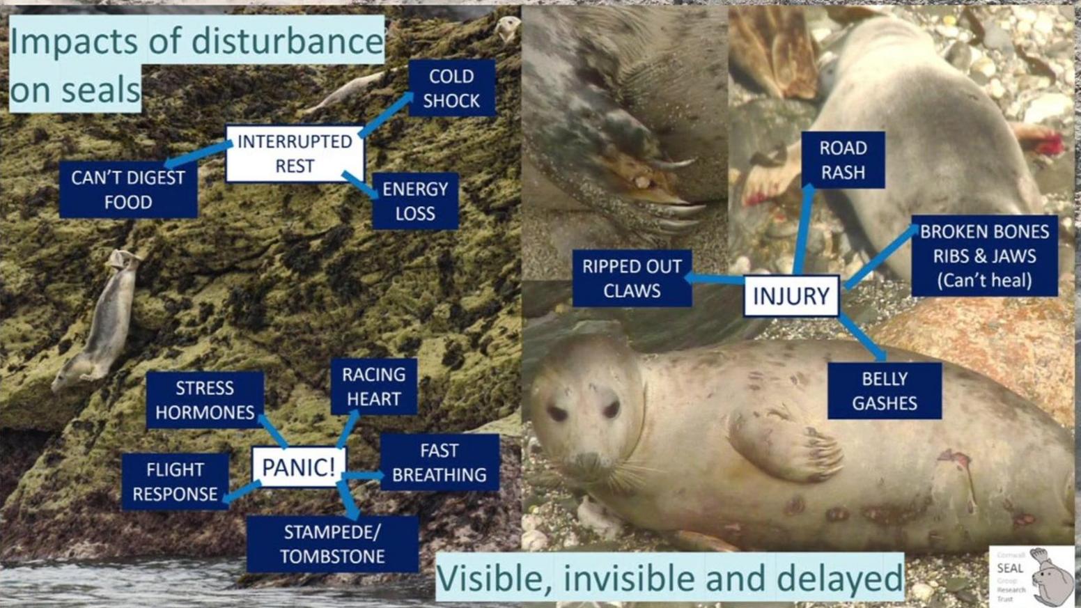 A graphic shows the impacts that disturbances have on seals, for example cold shock, racing heart and stampedes