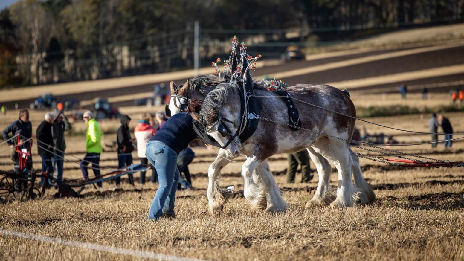 A person is bent over between two horses chained to a plough in field of stubble. There are people and tractors in the background.