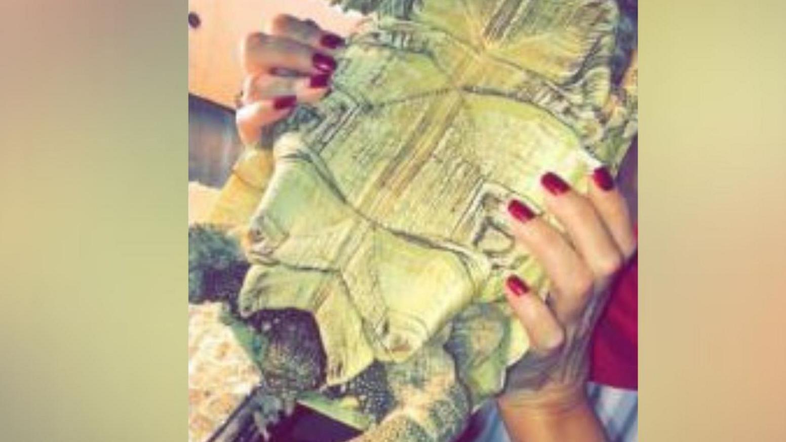 A photo of the tortoise being lifted out of its tortoise pen - we can mostly see the underside of the animal. Hands with red painted nails are seen lifting it up.