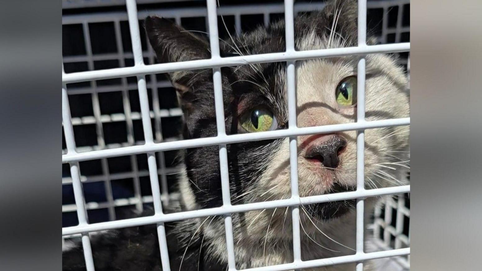 The black and white cat inside a cage. He is looking dirty, with his white markings discoloured.