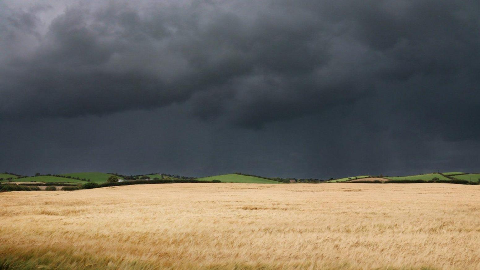 A field with grains growing in it. The sky is very dark grey.