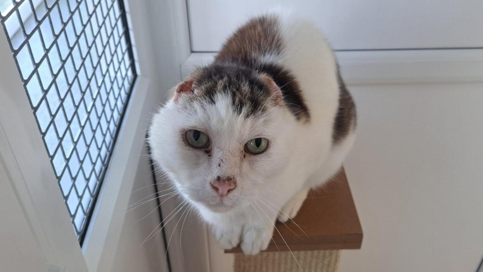 A brown and white cat with green eyes and a pink nose. It is sat on a ledge and staring at the camera. It has no ears. 