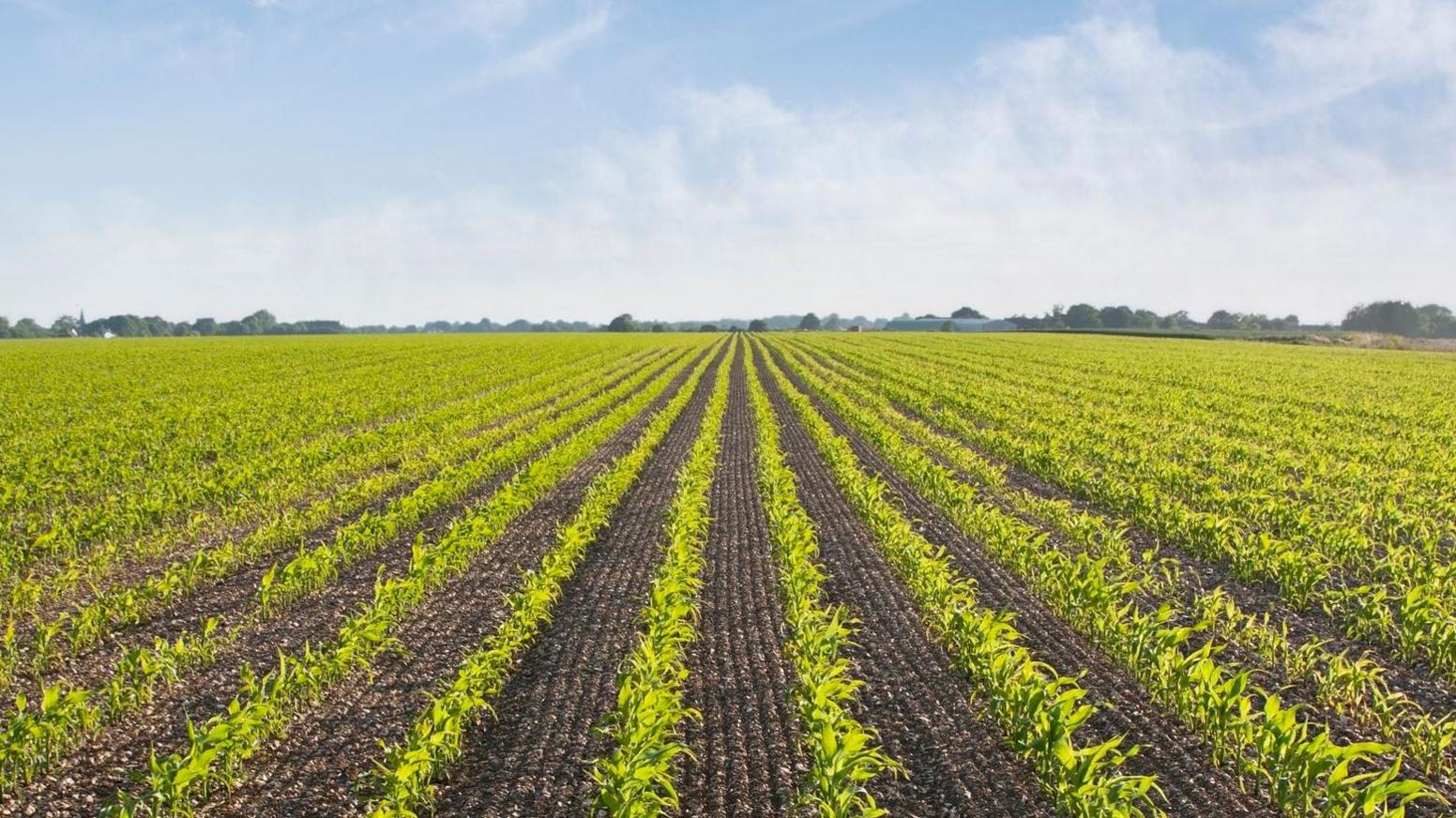 Plants growing in a field stock photo against a blue cloudless sky